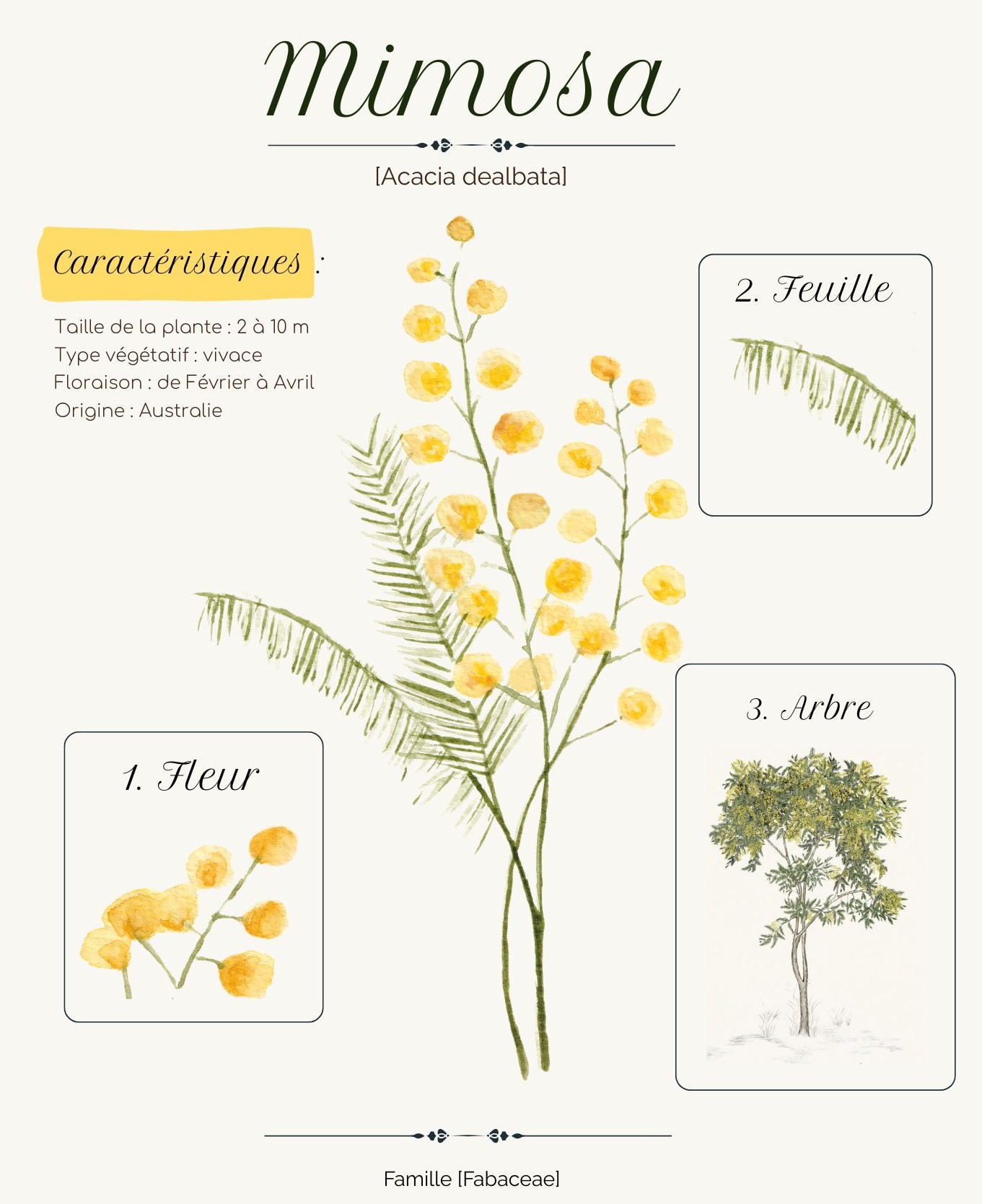 prestation mimosa
