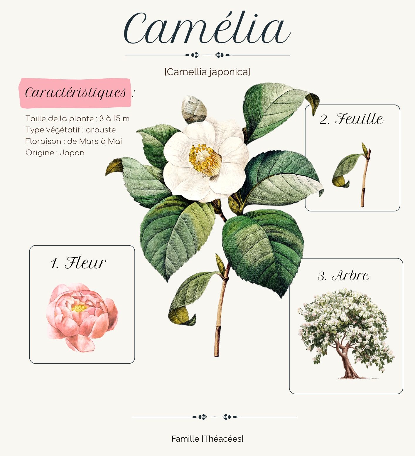 prestation camélia